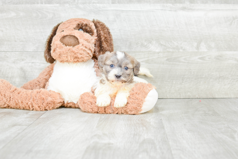 Popular Teddy Bear Designer Pup