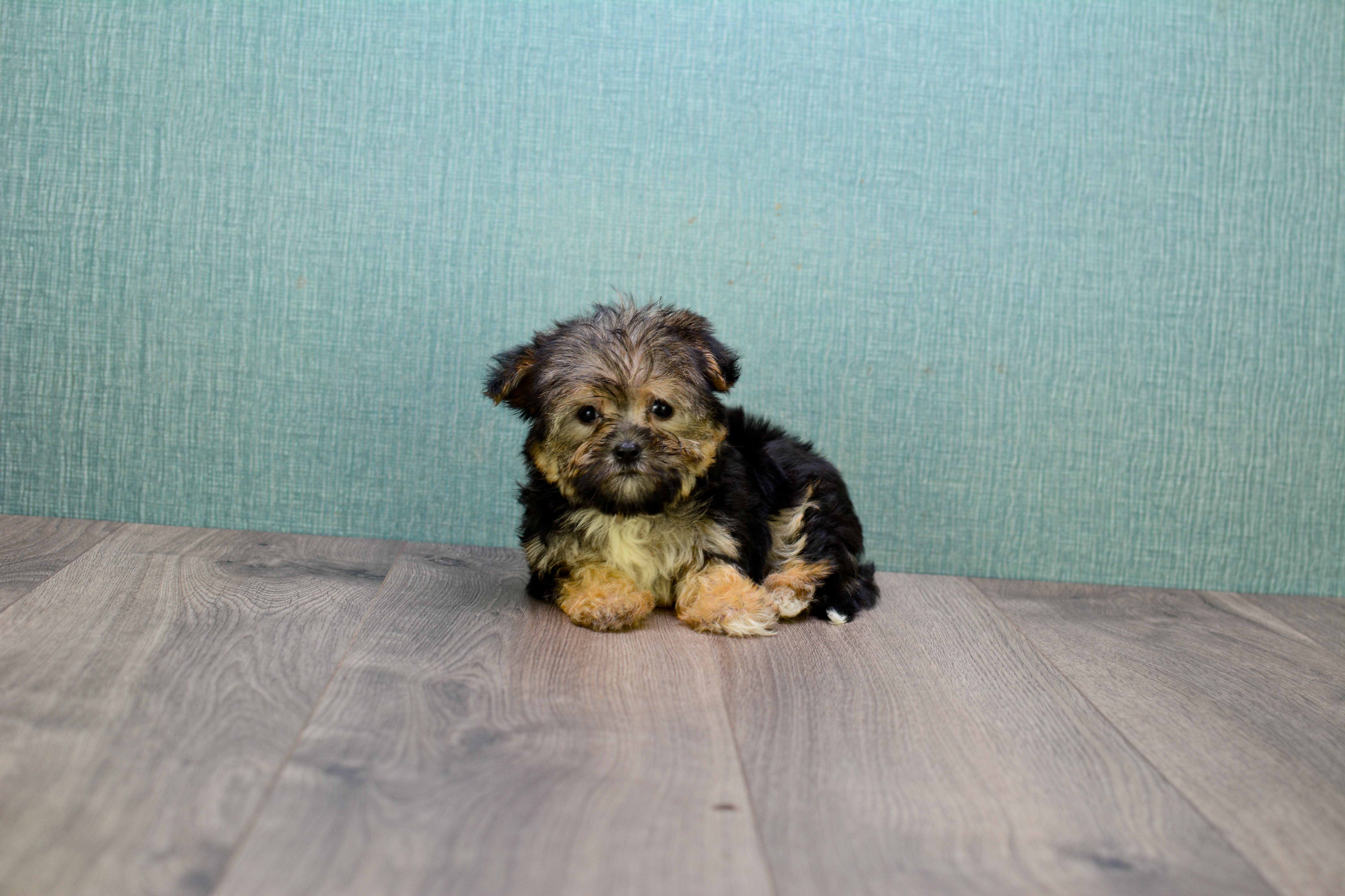Hypoallergenic Yorkie Designer Puppy