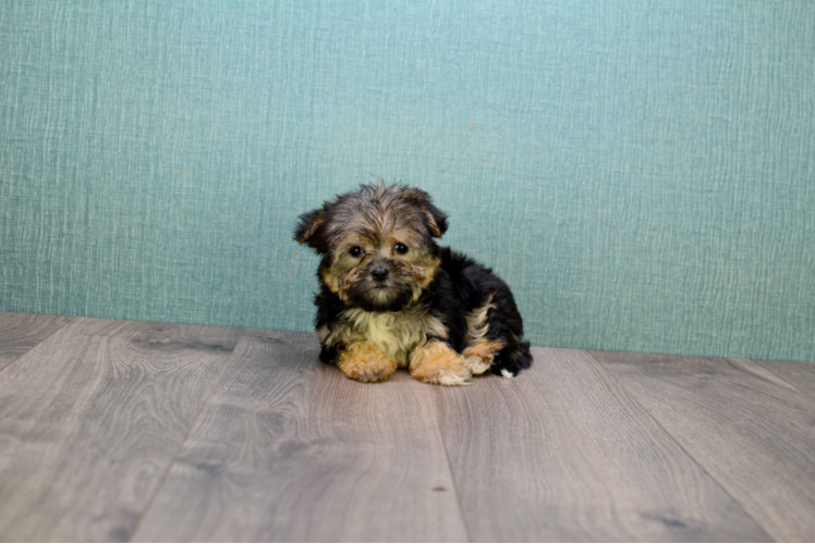 Hypoallergenic Yorkie Designer Puppy