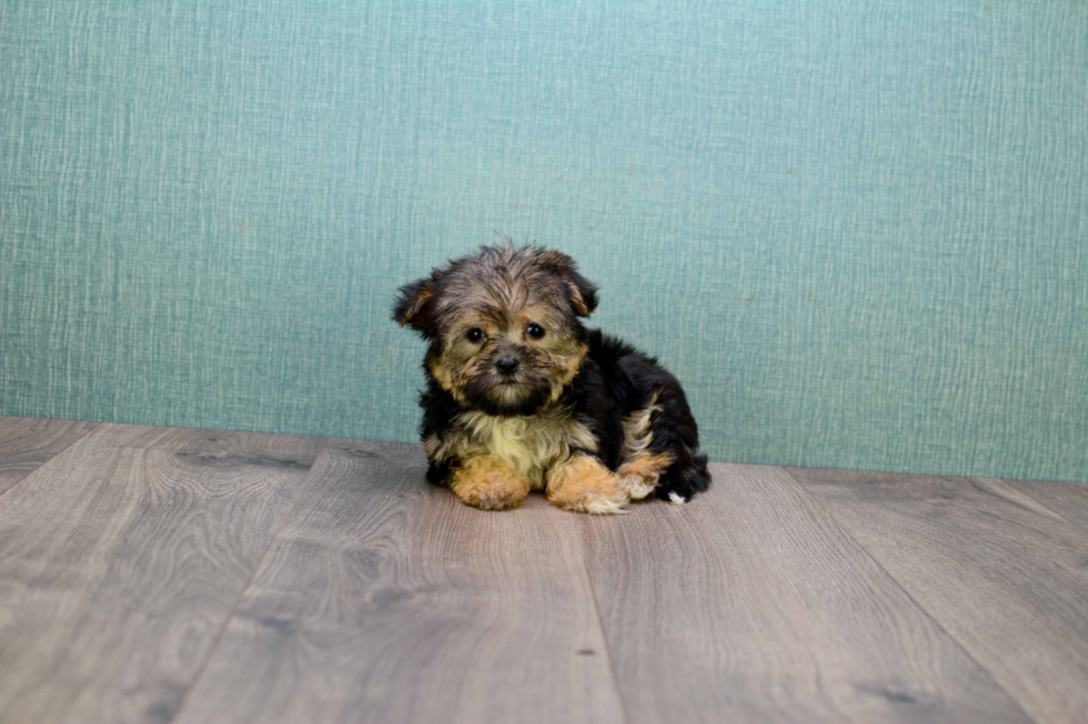 Hypoallergenic Yorkie Designer Puppy