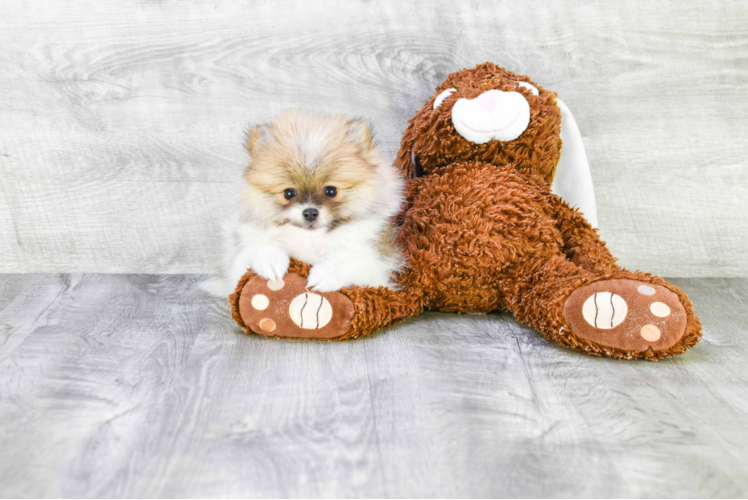 Pomeranian Puppy for Adoption