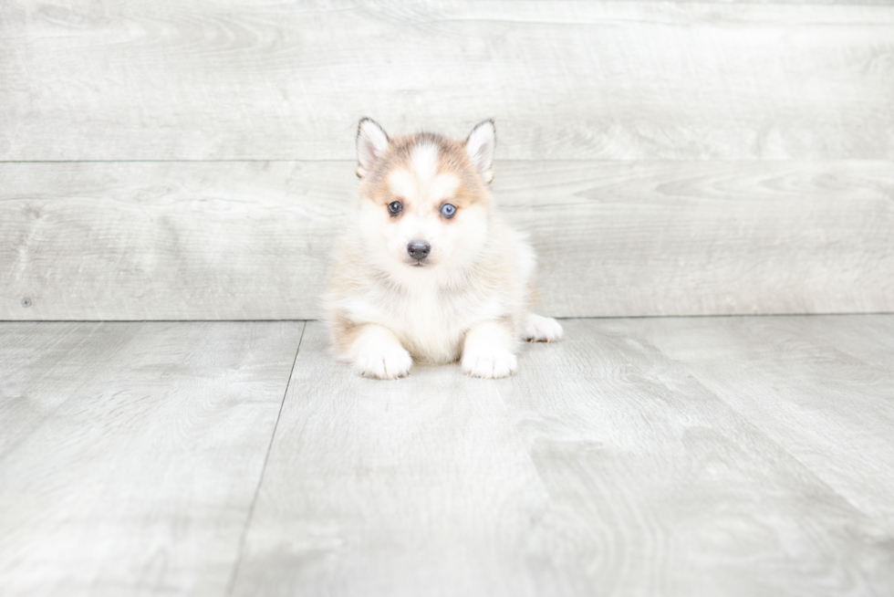 Pomsky Pup Being Cute