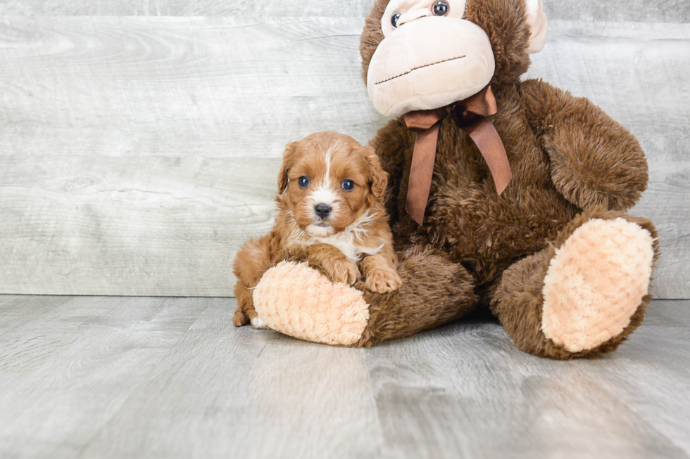 Best Cavapoo Baby