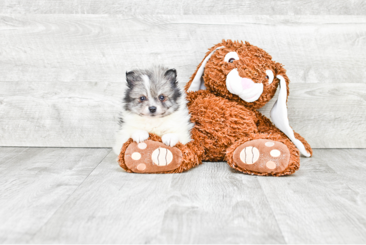 Playful Pomeranian Baby