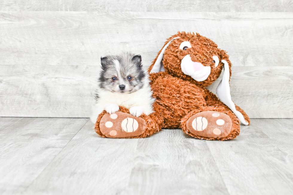 Playful Pomeranian Baby