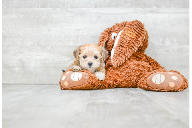 Best Morkie Baby