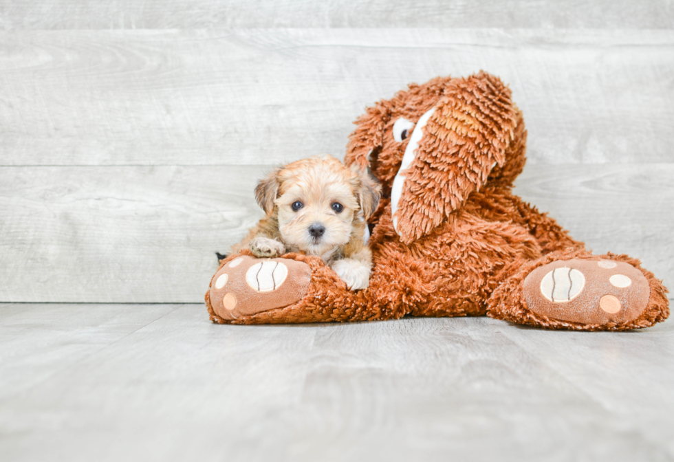 Best Morkie Baby