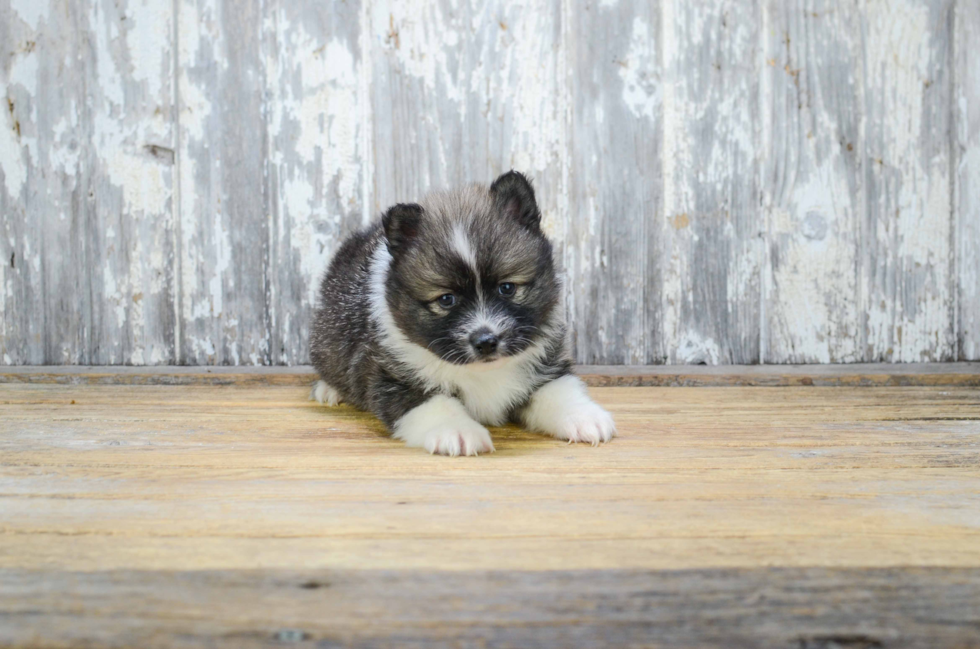 Sweet Pomsky Baby