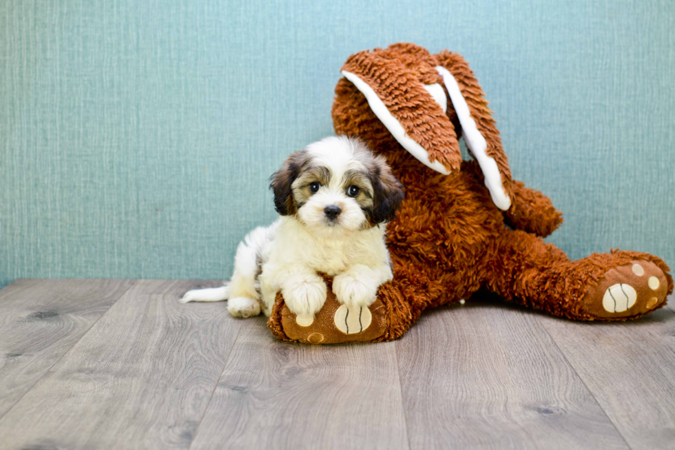 Best Cavapoo Baby