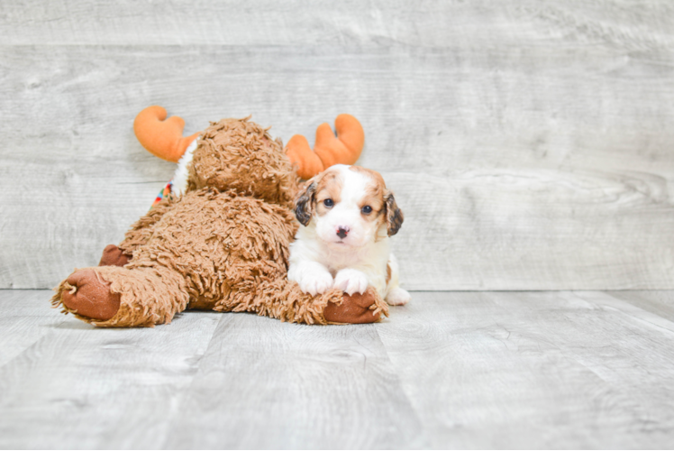 Adorable Cavalier Designer Puppy