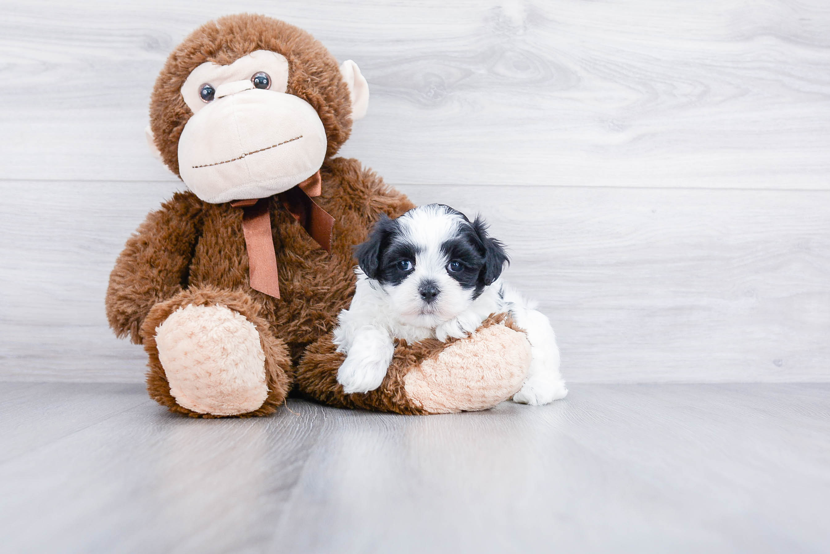 Sweet Teddy Bear Baby