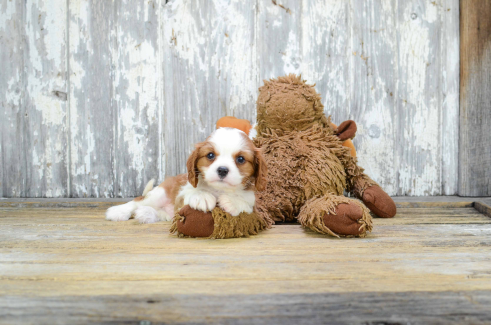 Fluffy Cavalier King Charles Spaniel Purebred Puppy