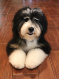 Funny Mini Bernedoodle Poodle Mix Pup