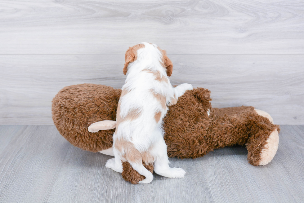 Fluffy Cavalier King Charles Spaniel Purebred Puppy