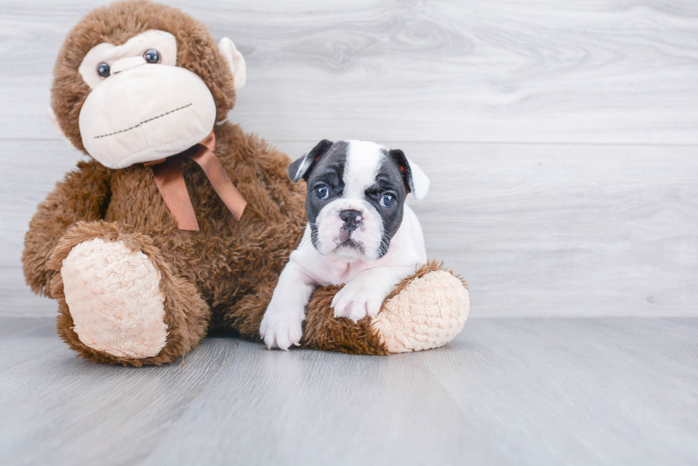 French Bulldog Pup Being Cute