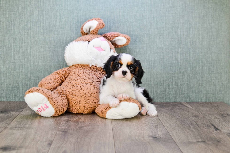 Energetic Cavalier King Charles Spaniel Purebred Puppy