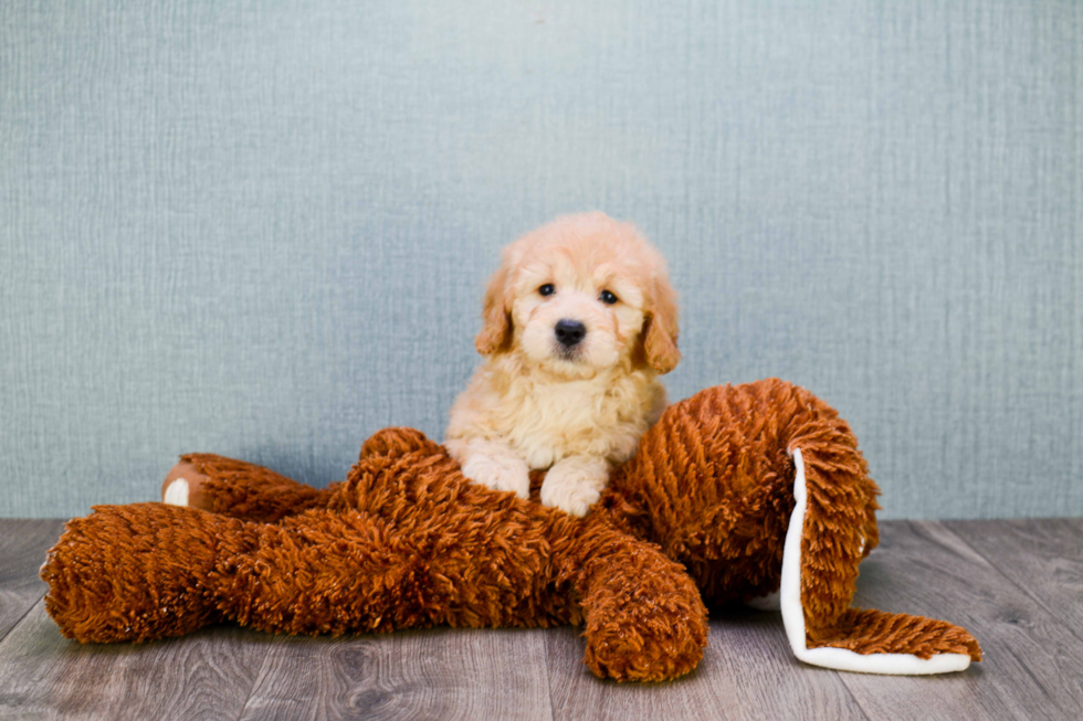 Mini Goldendoodle Pup Being Cute