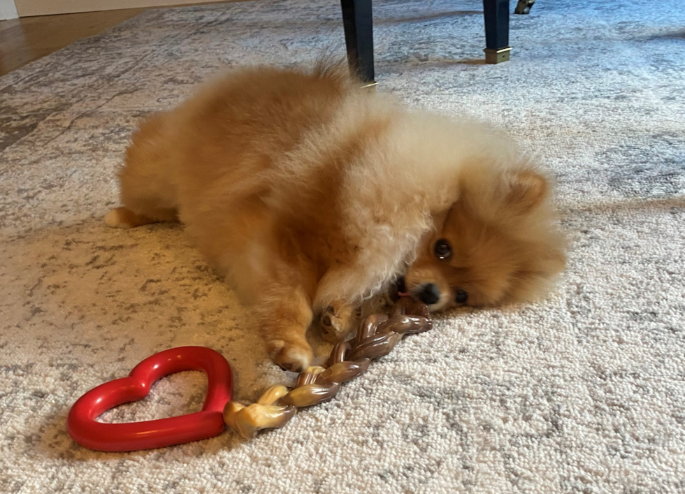 Fluffy Pomeranian Purebred Pup