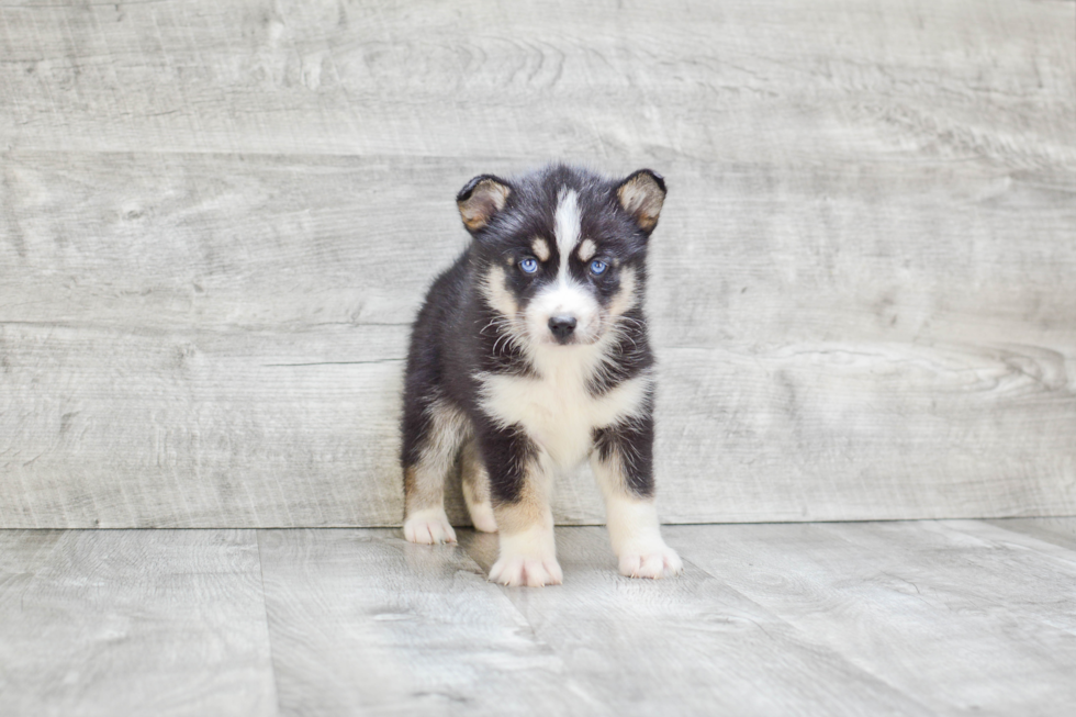 Adorable Mini Husky Designer Puppy