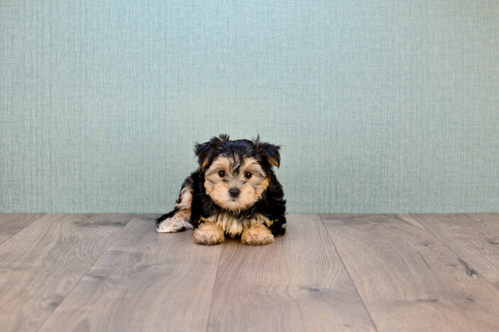 Morkie Pup Being Cute