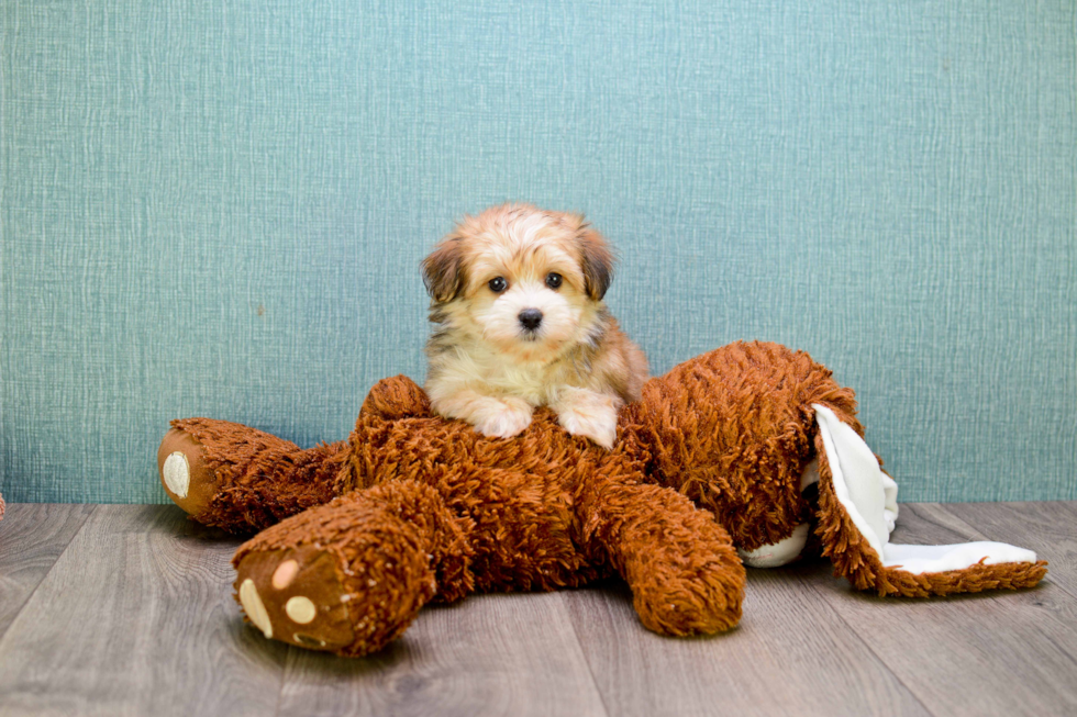 Best Morkie Baby