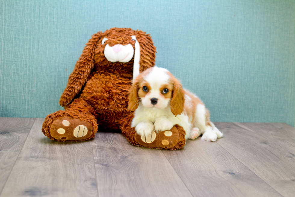 Popular Cavalier King Charles Spaniel Baby