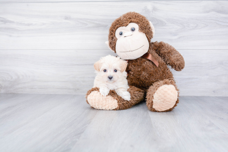 Hypoallergenic Maltese Poodle Poodle Mix Puppy