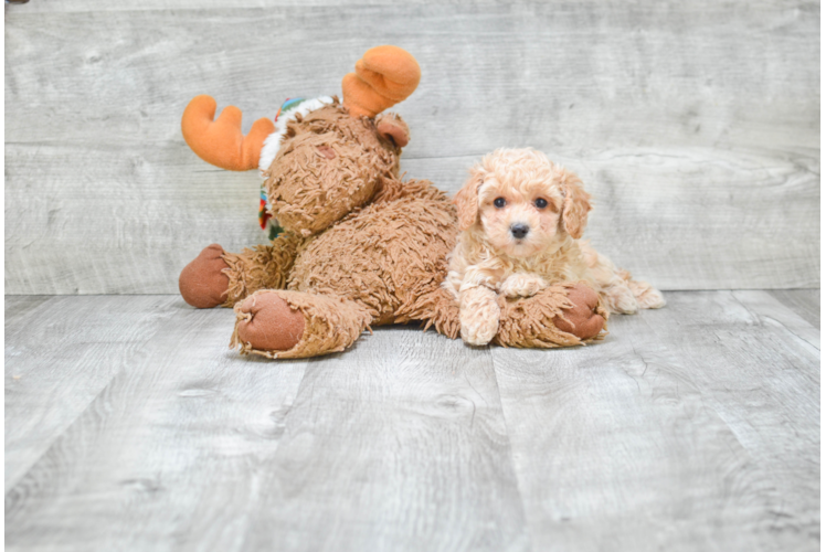 Maltipoo Pup Being Cute