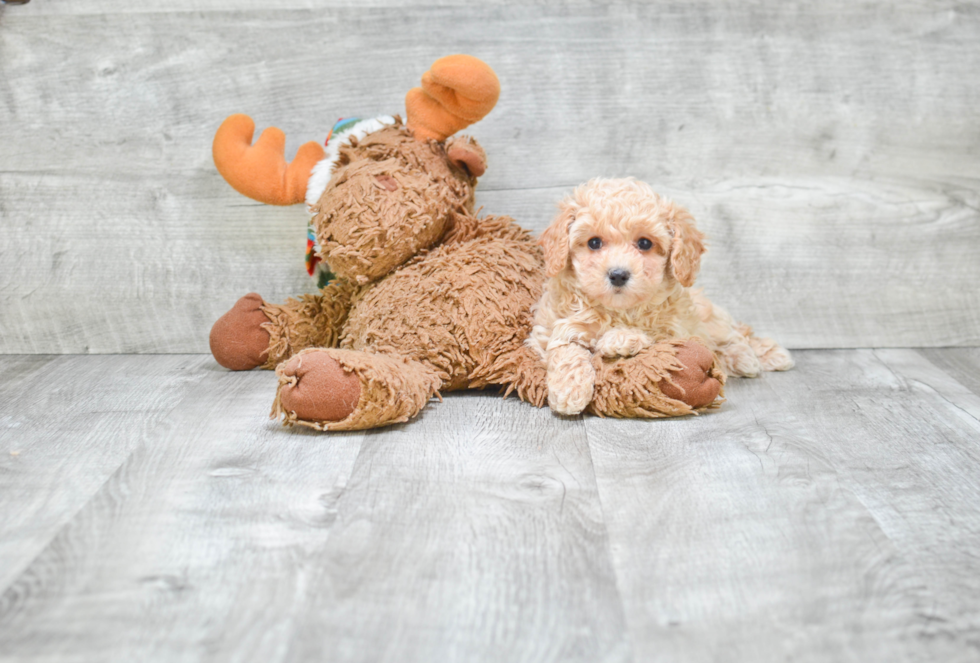 Maltipoo Pup Being Cute