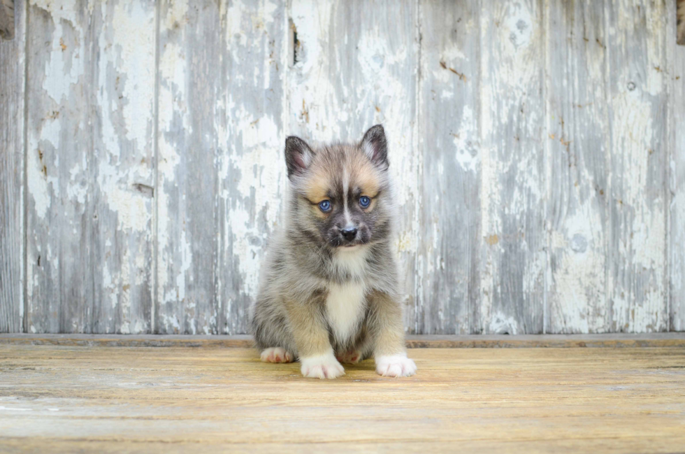 Pomsky Puppy for Adoption