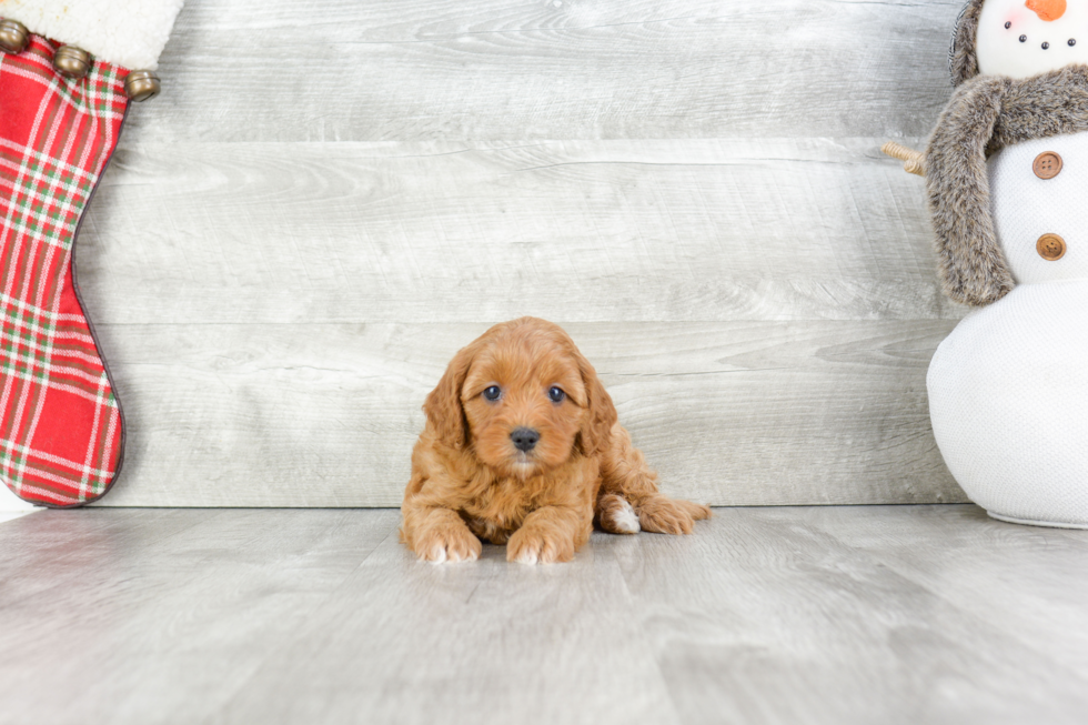 Cavapoo Puppy for Adoption