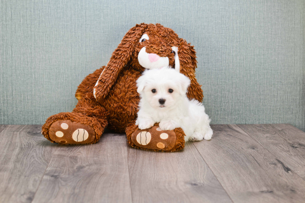 Smart Maltese Purebred Puppy