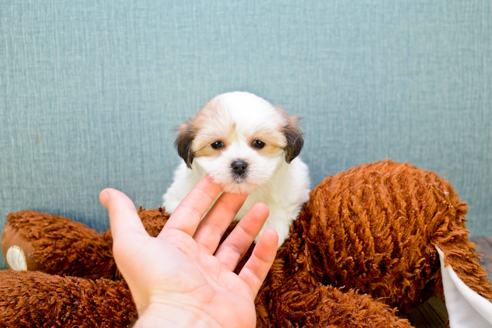 Little Yorkie Designer Puppy