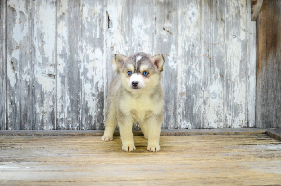 Pomsky Puppy for Adoption