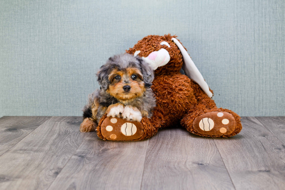 Mini Aussiedoodle Pup Being Cute