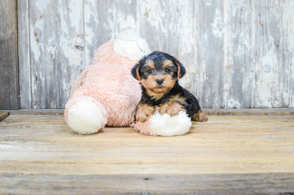 Meet Ruger - our Yorkshire Terrier Puppy Photo 