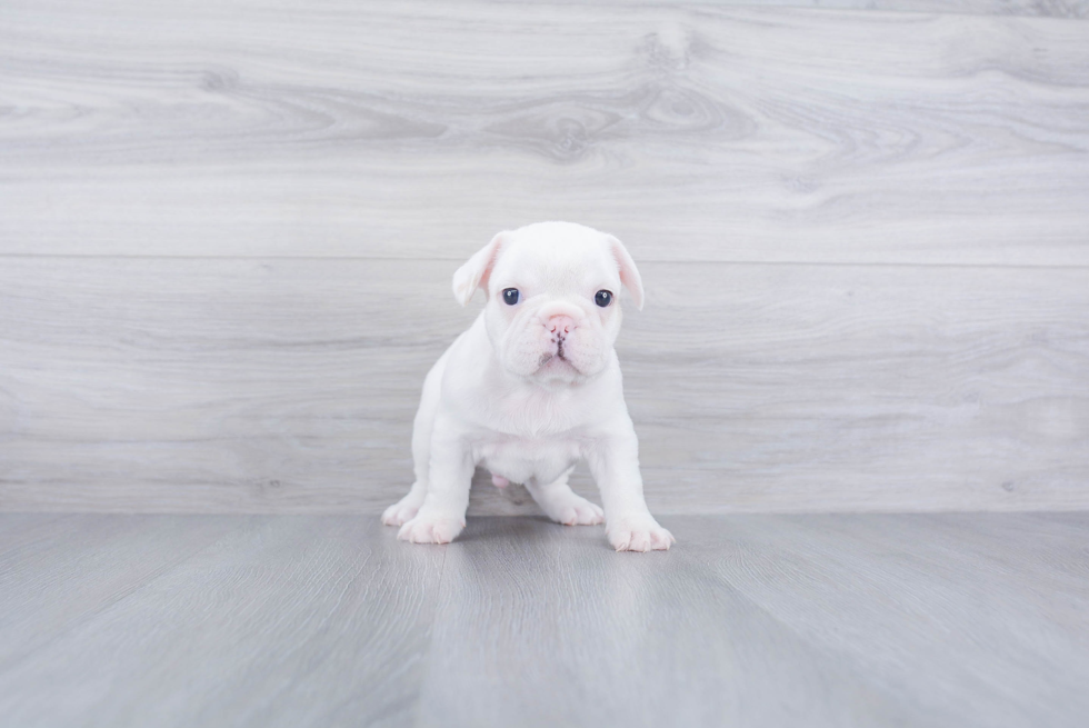 Adorable Frenchie Purebred Puppy