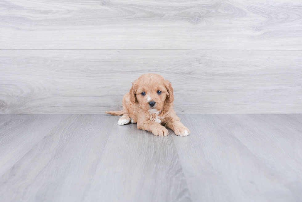 Fluffy Cavapoo Poodle Mix Pup