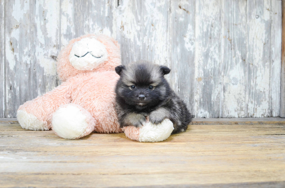 Cute Pomeranian Purebred Puppy