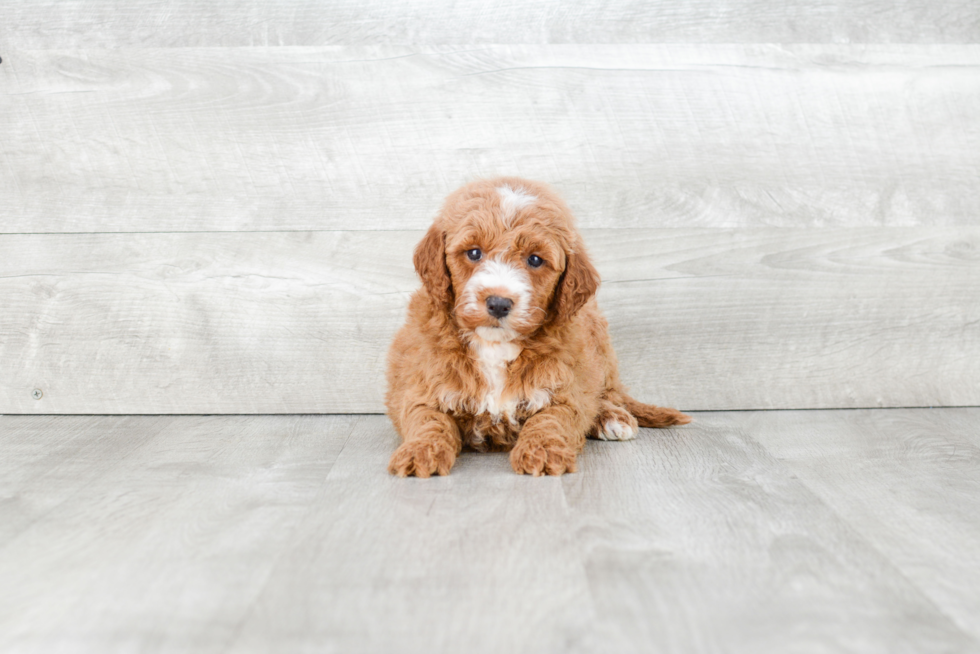 Mini Goldendoodle Pup Being Cute