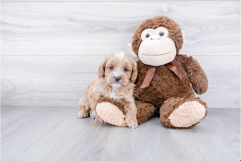 Best Cockapoo Baby