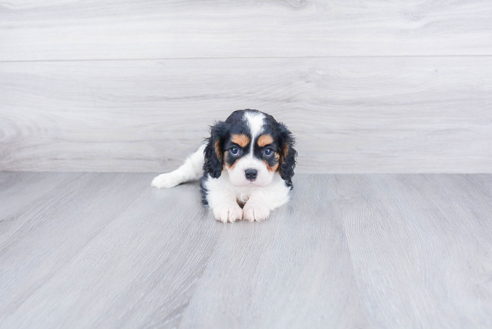 Small Cavalier King Charles Spaniel Baby