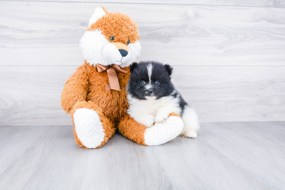 Hypoallergenic Pomeranian Purebred Pup