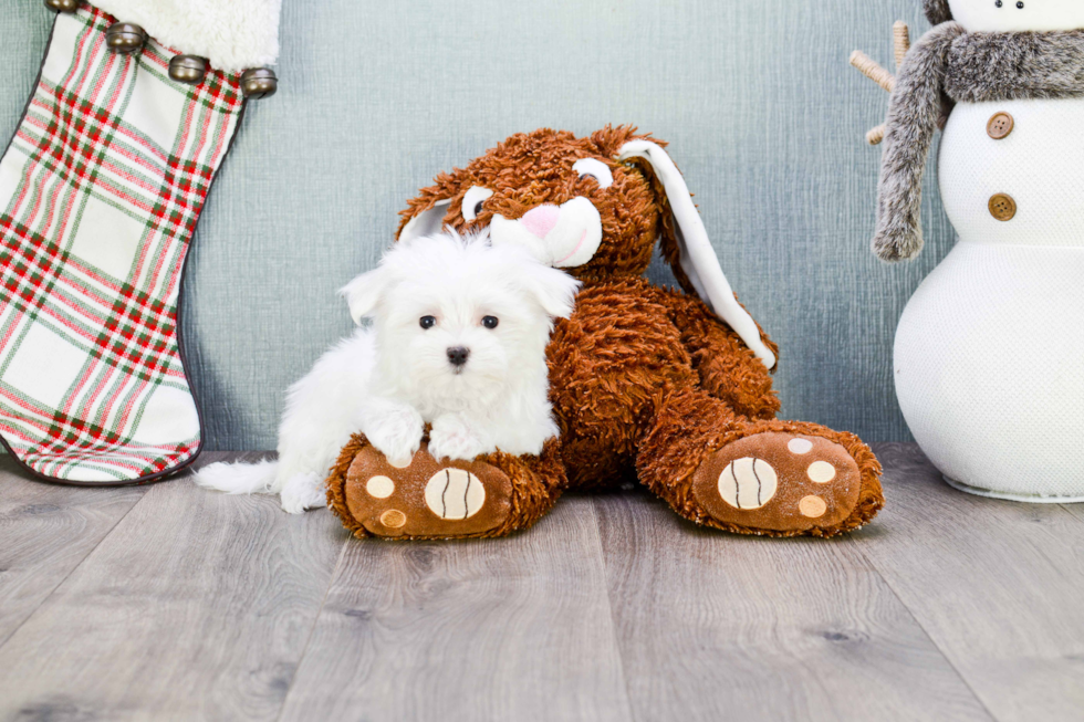 Sweet Maltese Purebred Puppy