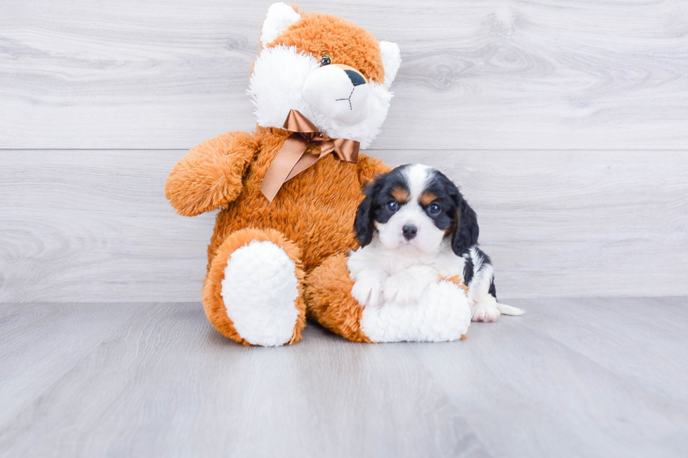 Best Cavalier King Charles Spaniel Baby