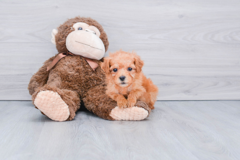 Energetic Golden Retriever Poodle Mix Puppy