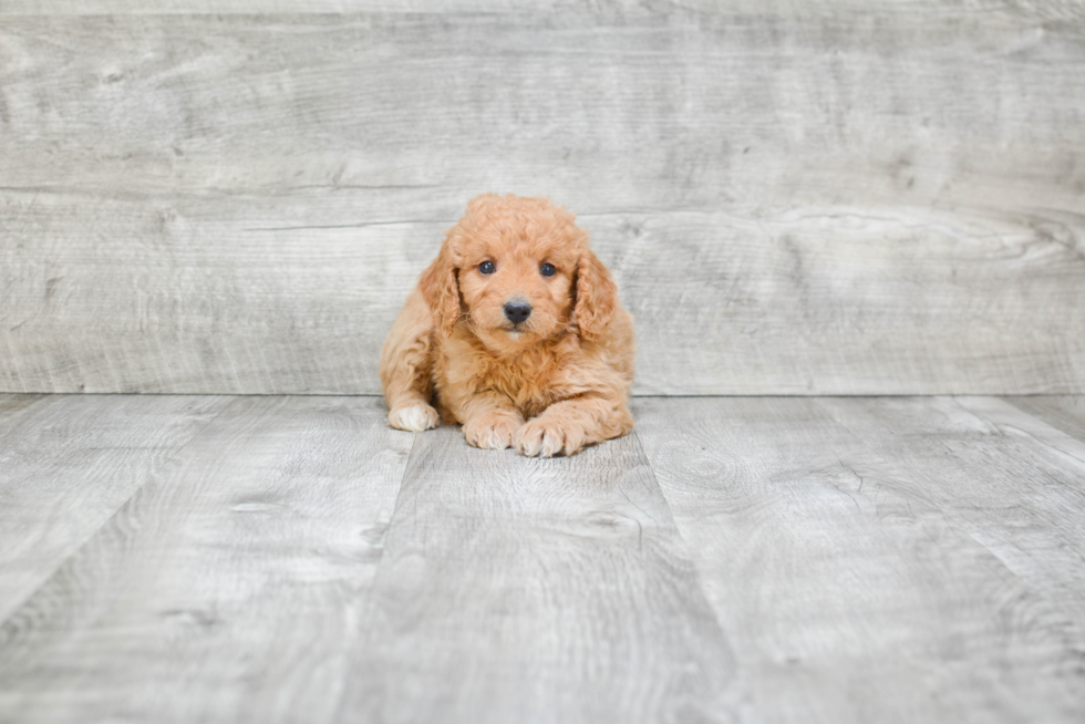 Mini Goldendoodle Pup Being Cute