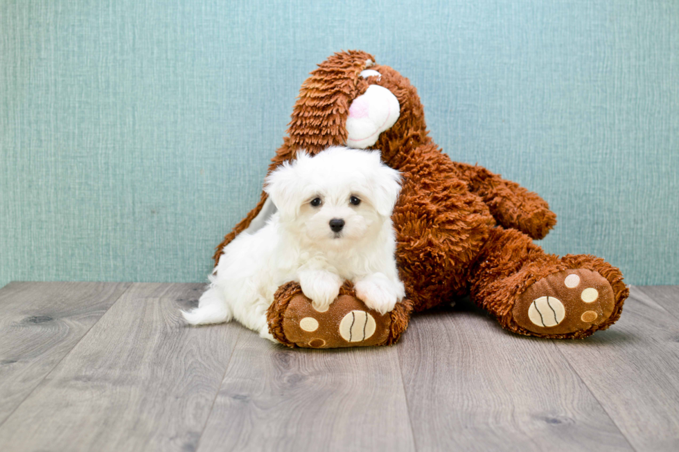 Smart Maltese Purebred Puppy