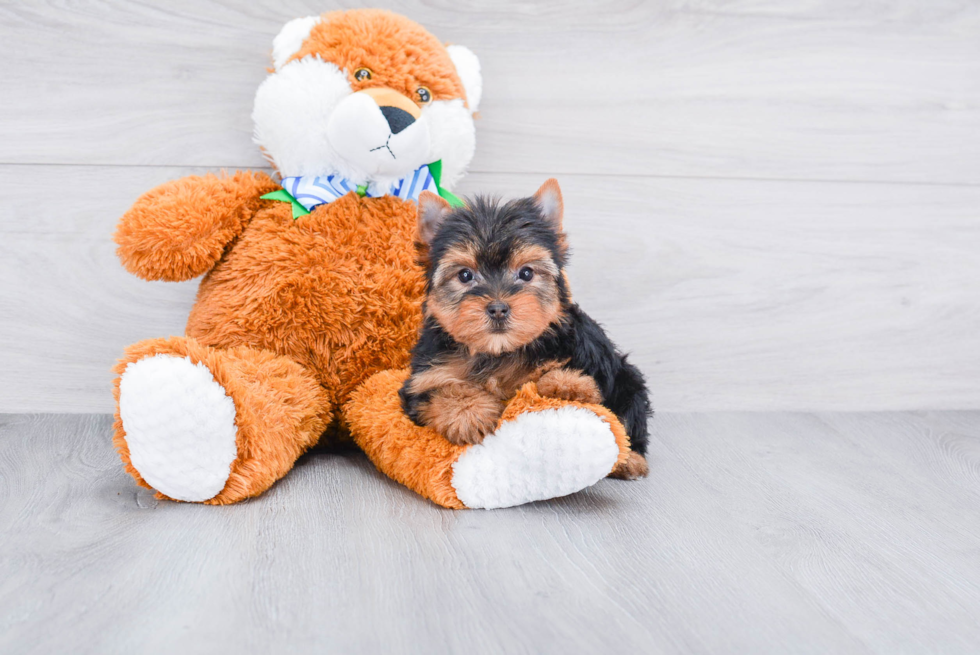 Meet Peaches Juniper - our Yorkshire Terrier Puppy Photo 