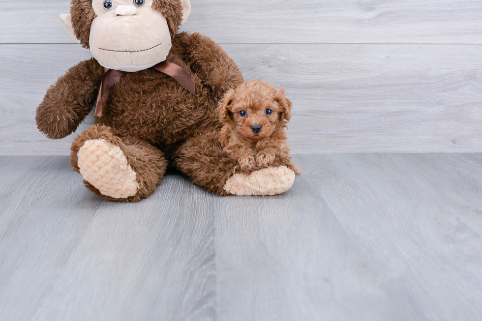 Smart Cavapoo Poodle Mix Pup